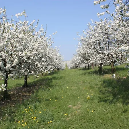 Conifer Idyllicprague Semesterbostad *