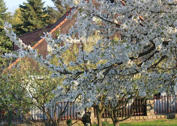 Conifer Idyllicprague *