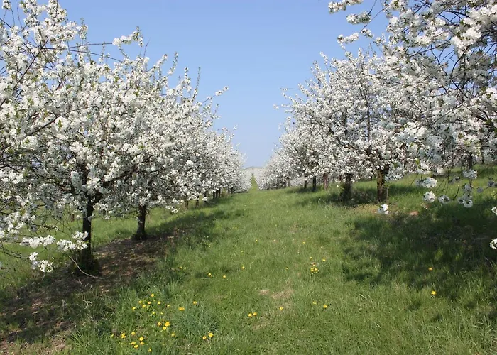Conifer Idyllicprague Vakantiehuis *