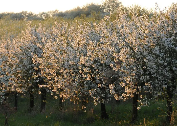 Conifer Idyllicprague *